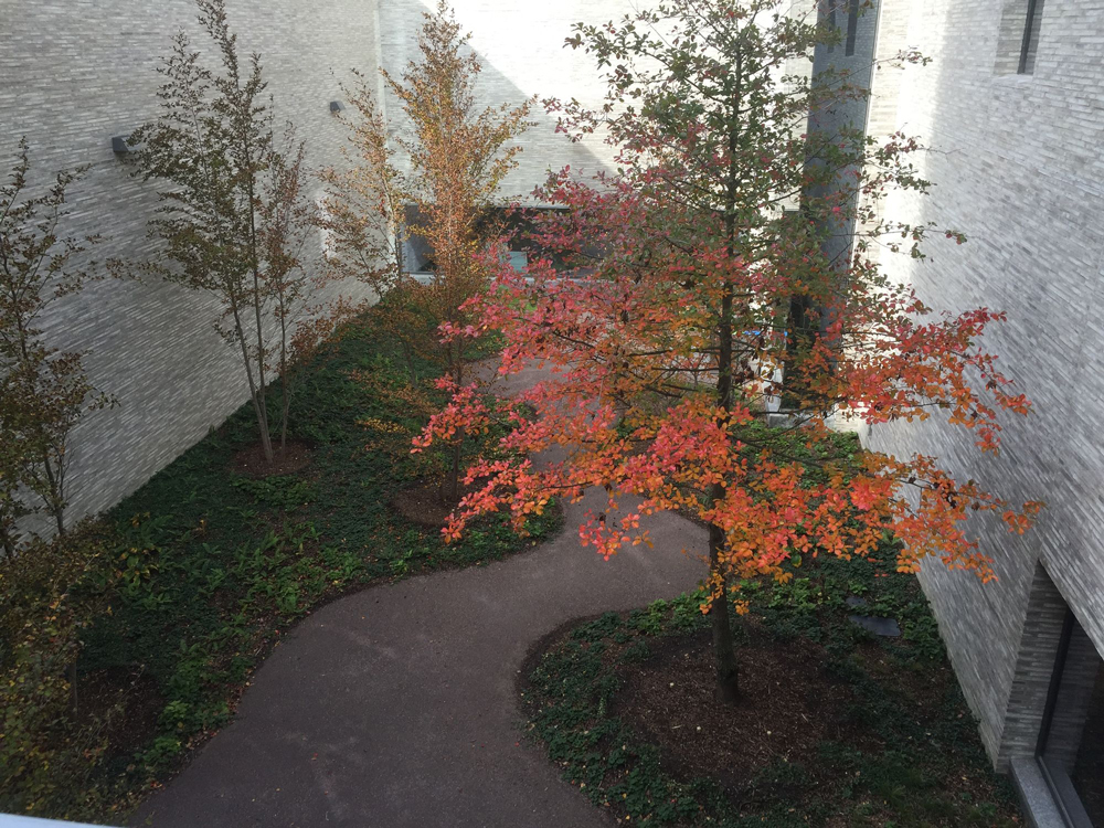 Andlinger pathways