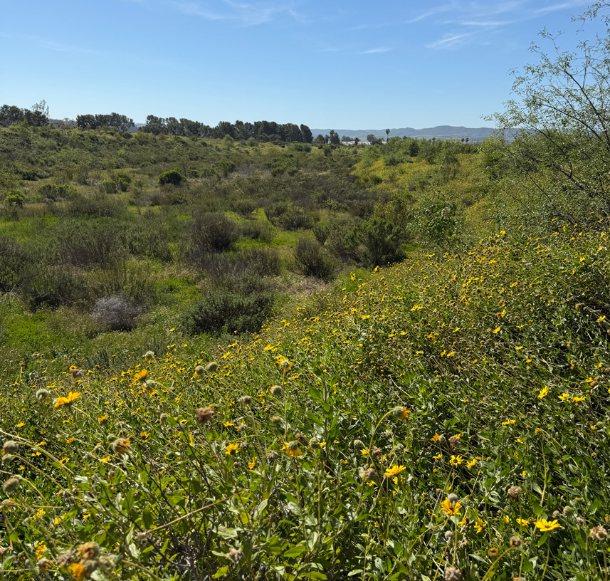 Irving-Laguna Wildlife Corridor