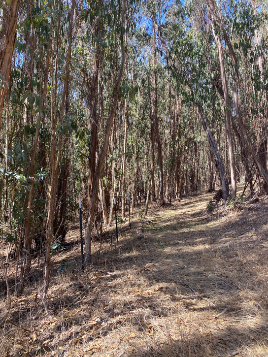 san-benito-9